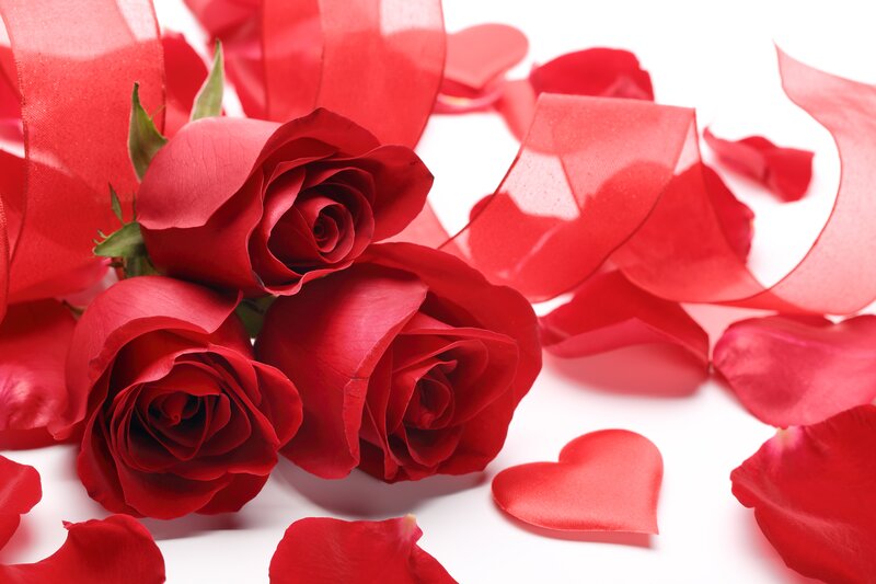 Red Roses and Petals — Romantic, Photograph, Ribbons
