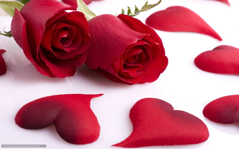 Red Roses and Petals — Romantic, Photograph, Stem