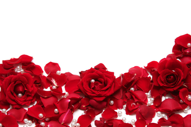 Red Roses and Petals — Romantic, Photograph