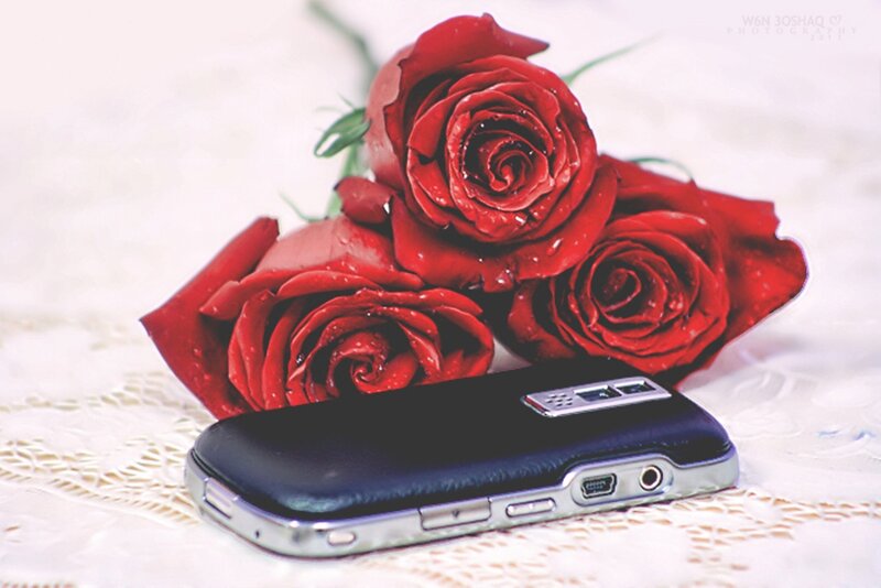 Red Roses and Phone
