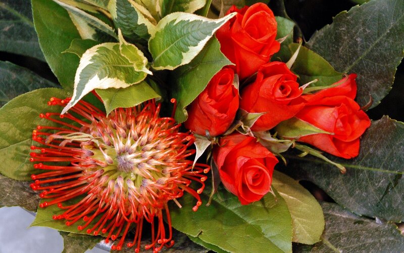 Red roses and pincushion flower