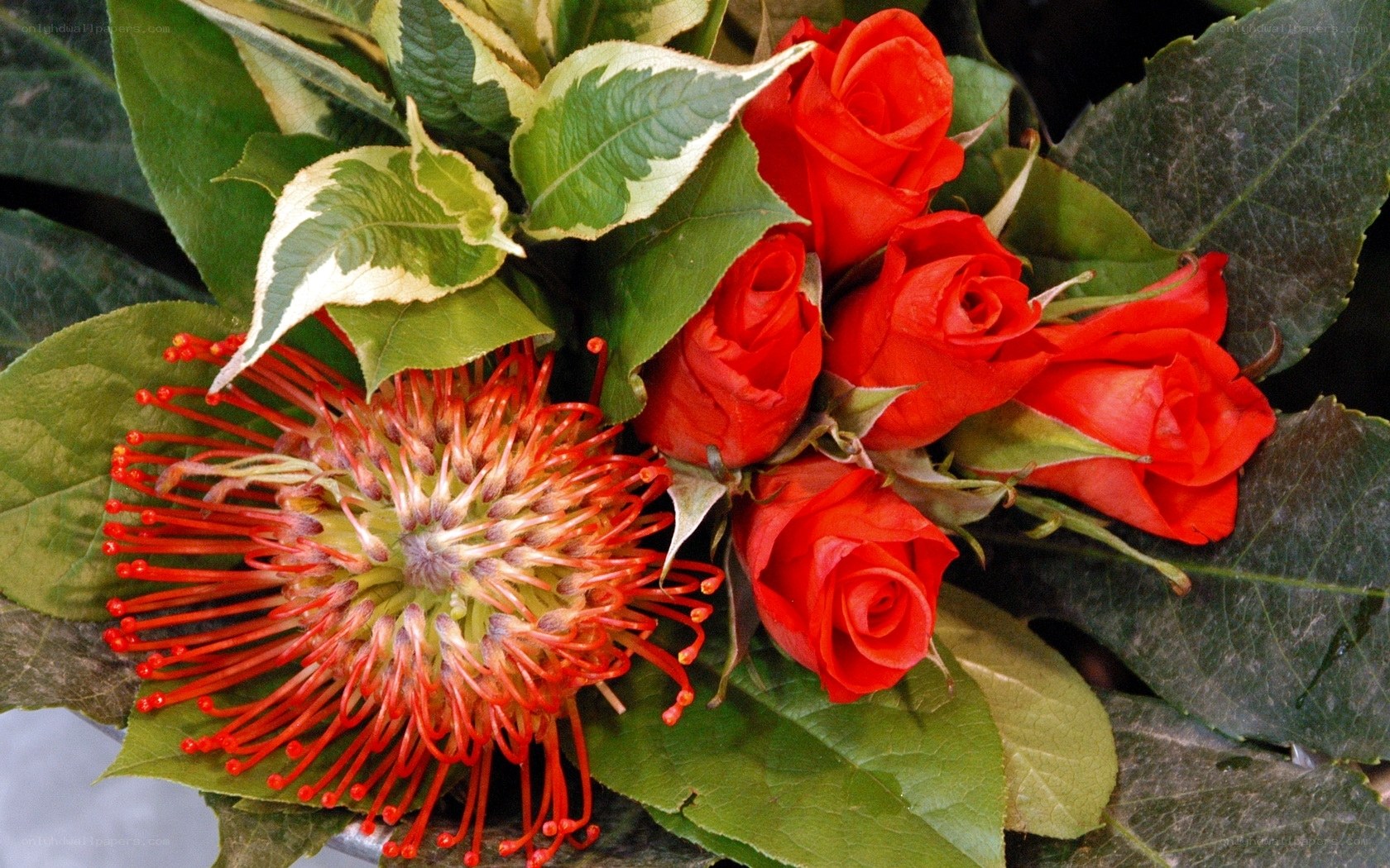 Red roses and pincushion flower