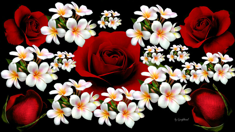 Red Roses and Plumeria