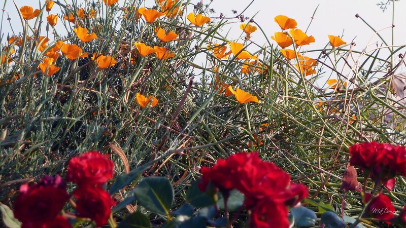 Red Roses and Poppies