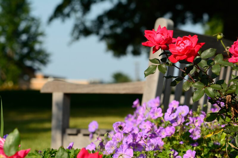 Red Roses and Purple Flowers — Serene