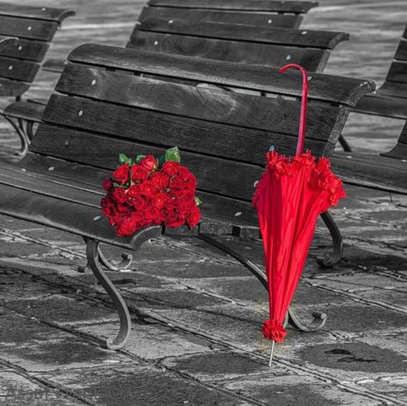 Red Roses and Umbrella