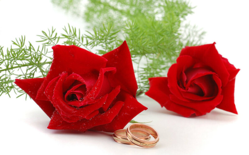 Red Roses and Wedding Rings — Romantic, Photograph