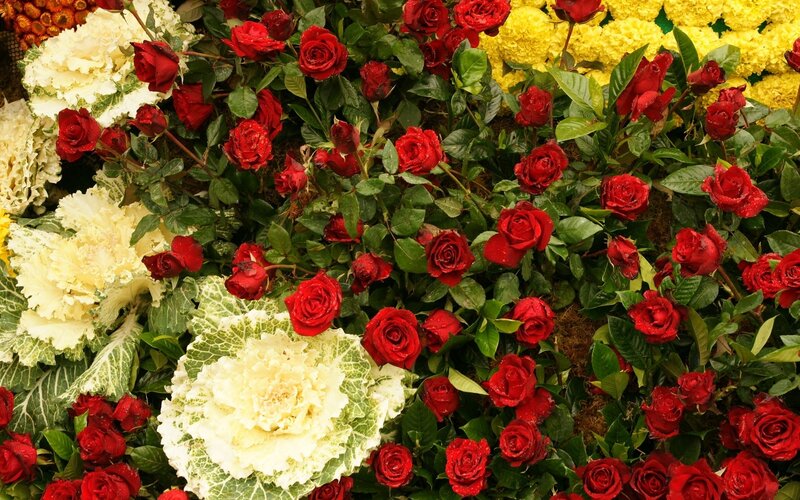 Red roses and white cabbage flowers
