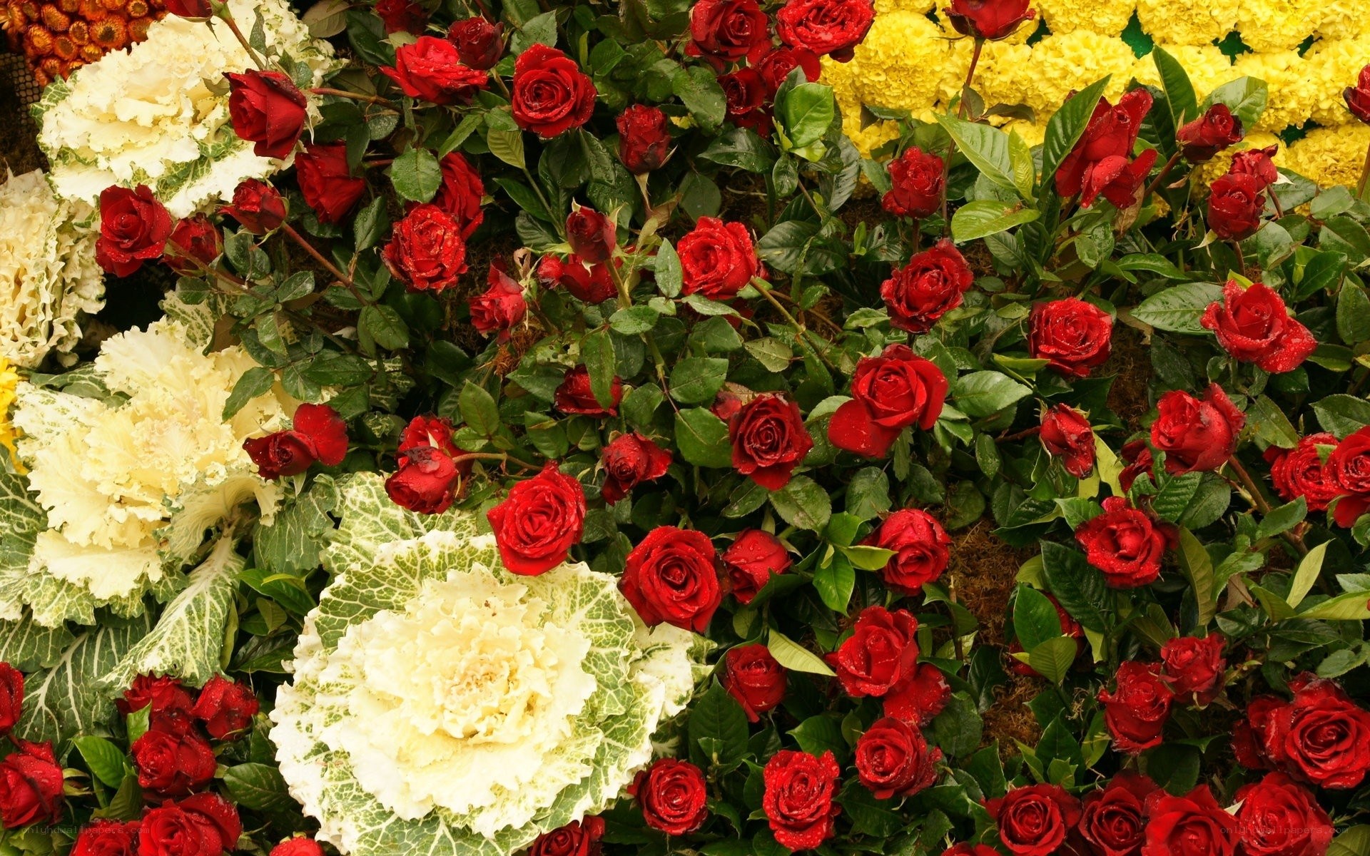 Red roses and white cabbage flowers