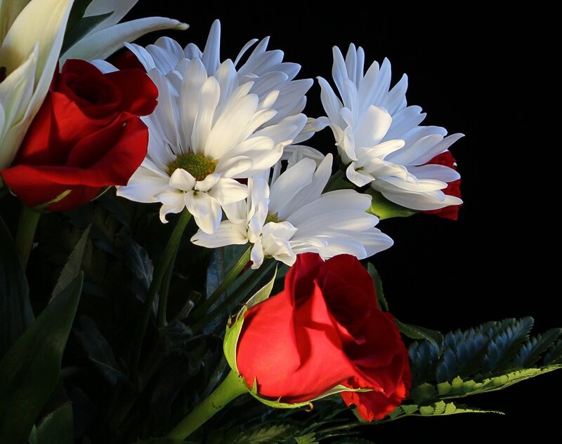 Red Roses and White Daisies — Dramatic