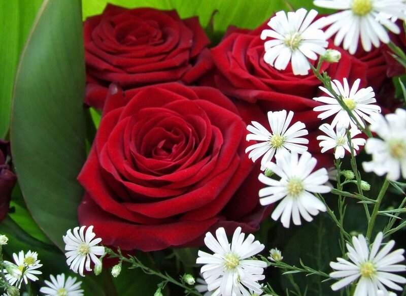 Red Roses and White Daisies