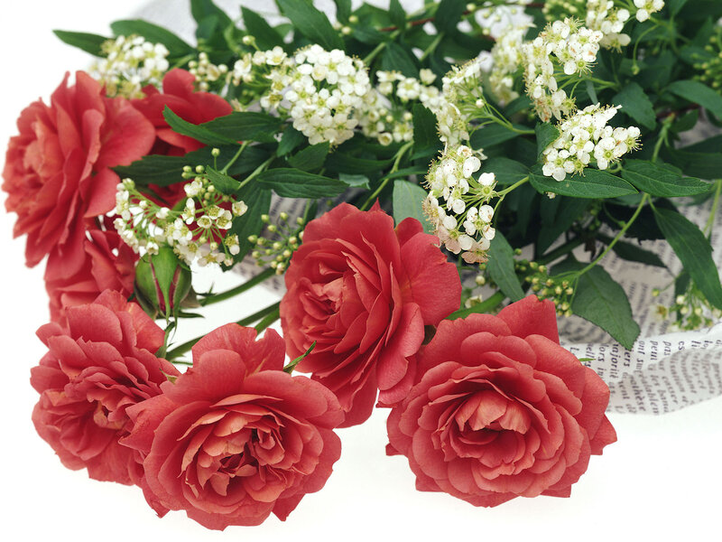 Red Roses and White Flowers — Calm