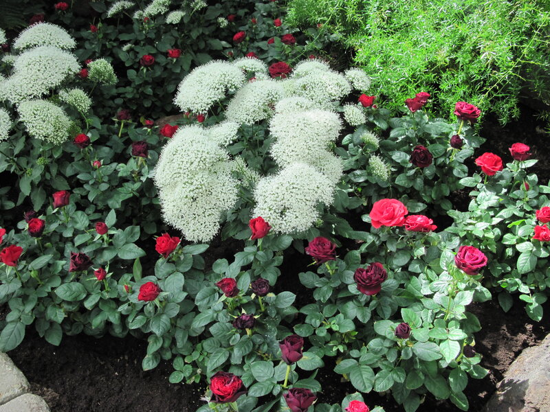 Red Roses and White Flowers — Serene, Afternoon, Photograph