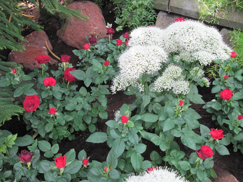 Red Roses and White Flowers — Serene, Afternoon