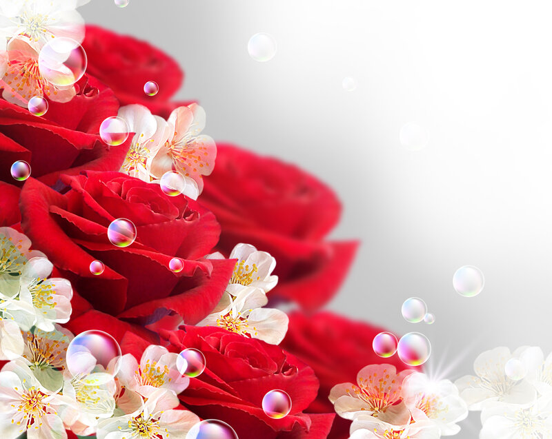 Red Roses and White Flowers — Serene