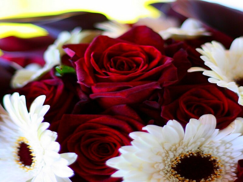 Red Roses and White Gerberas — Calm