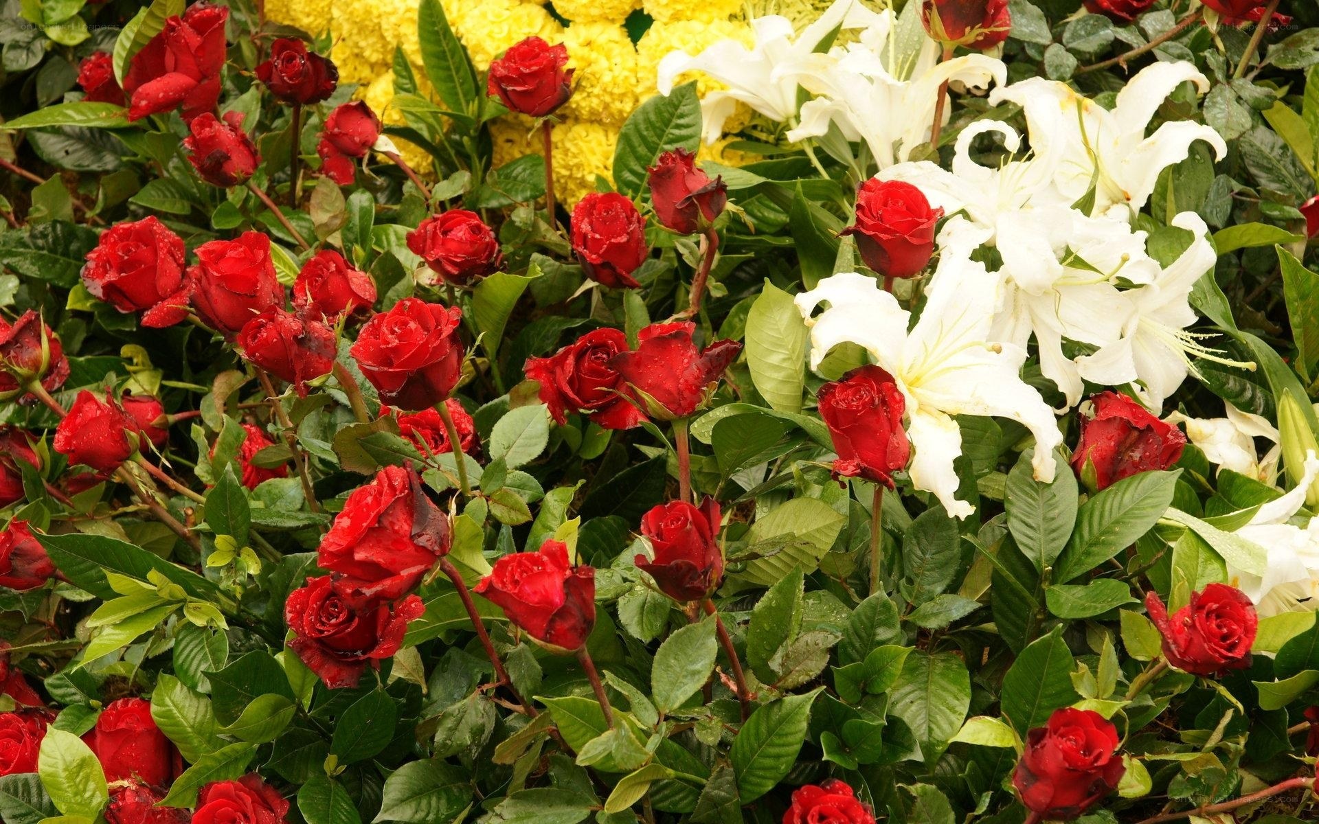 Red roses and white lilies