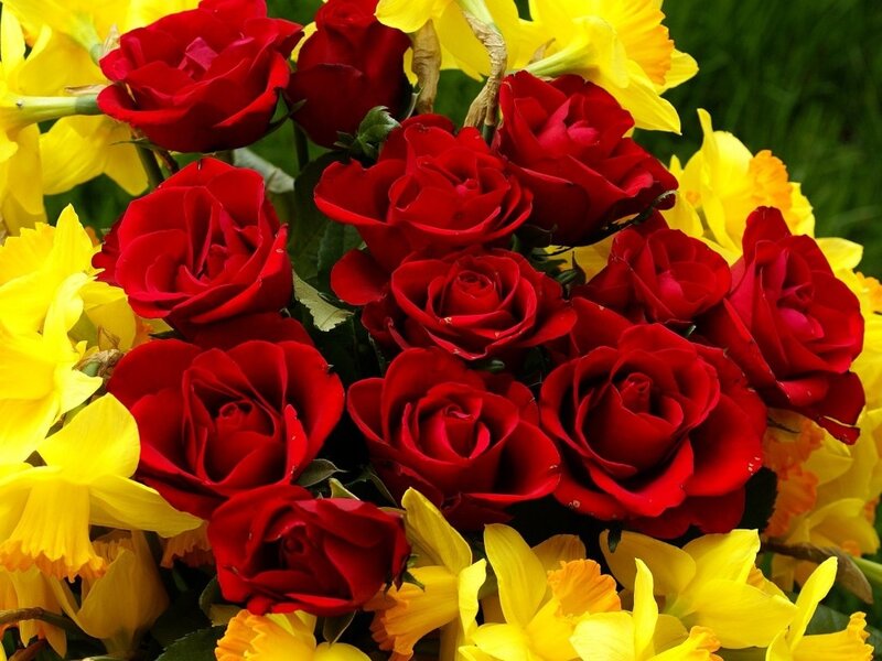 Red Roses and Yellow Daffodils — Vibrant, Spring