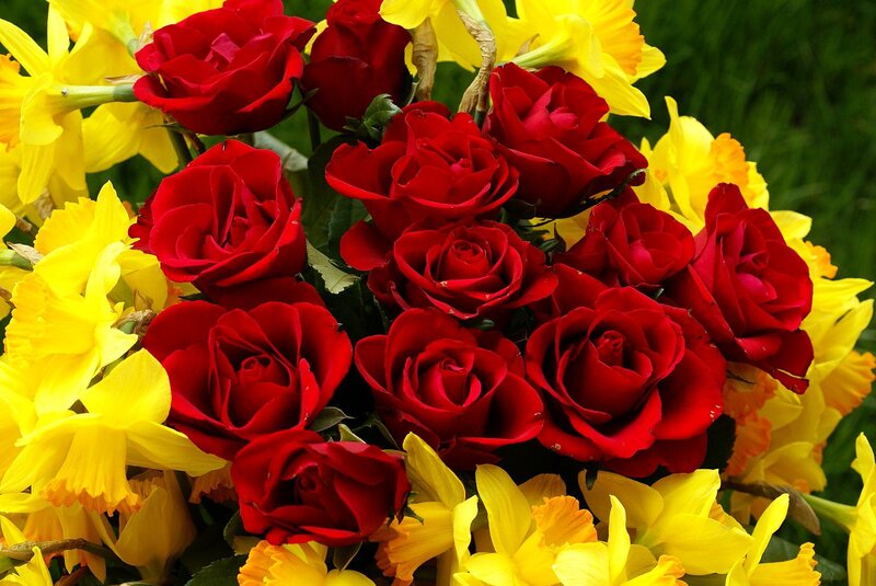 Red Roses and Yellow Daffodils — Vibrant