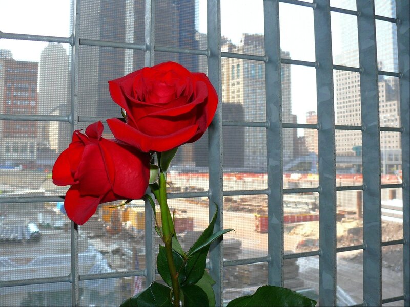 Red roses at a window