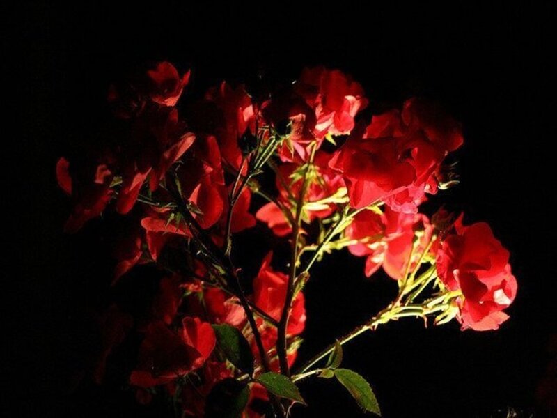 Red Roses at Night