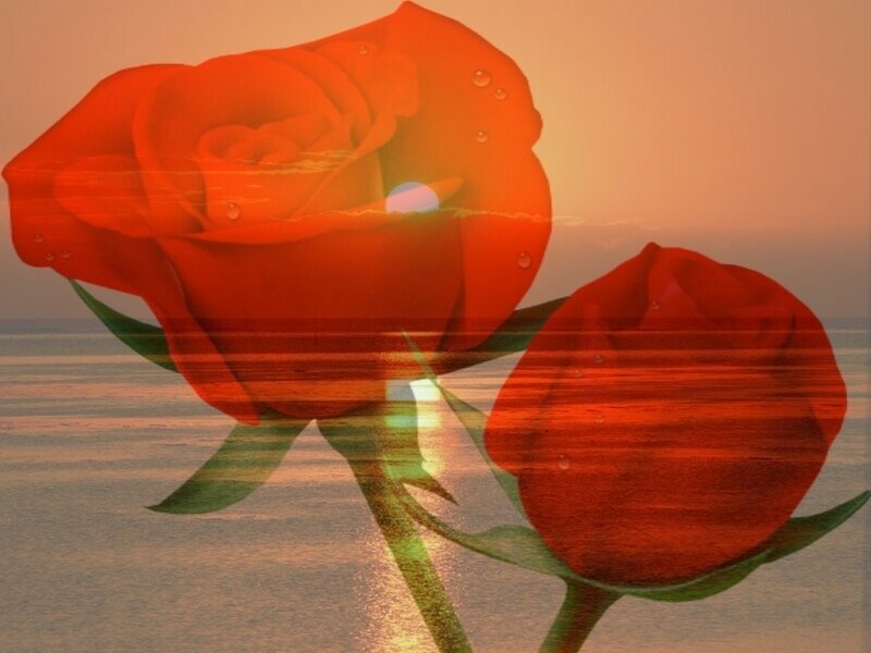 Red roses at sunset