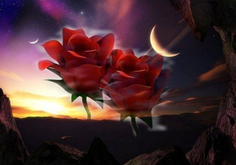 Red roses at twilight