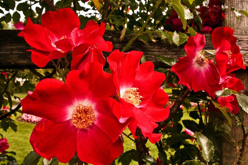 Red roses blooming on a vine