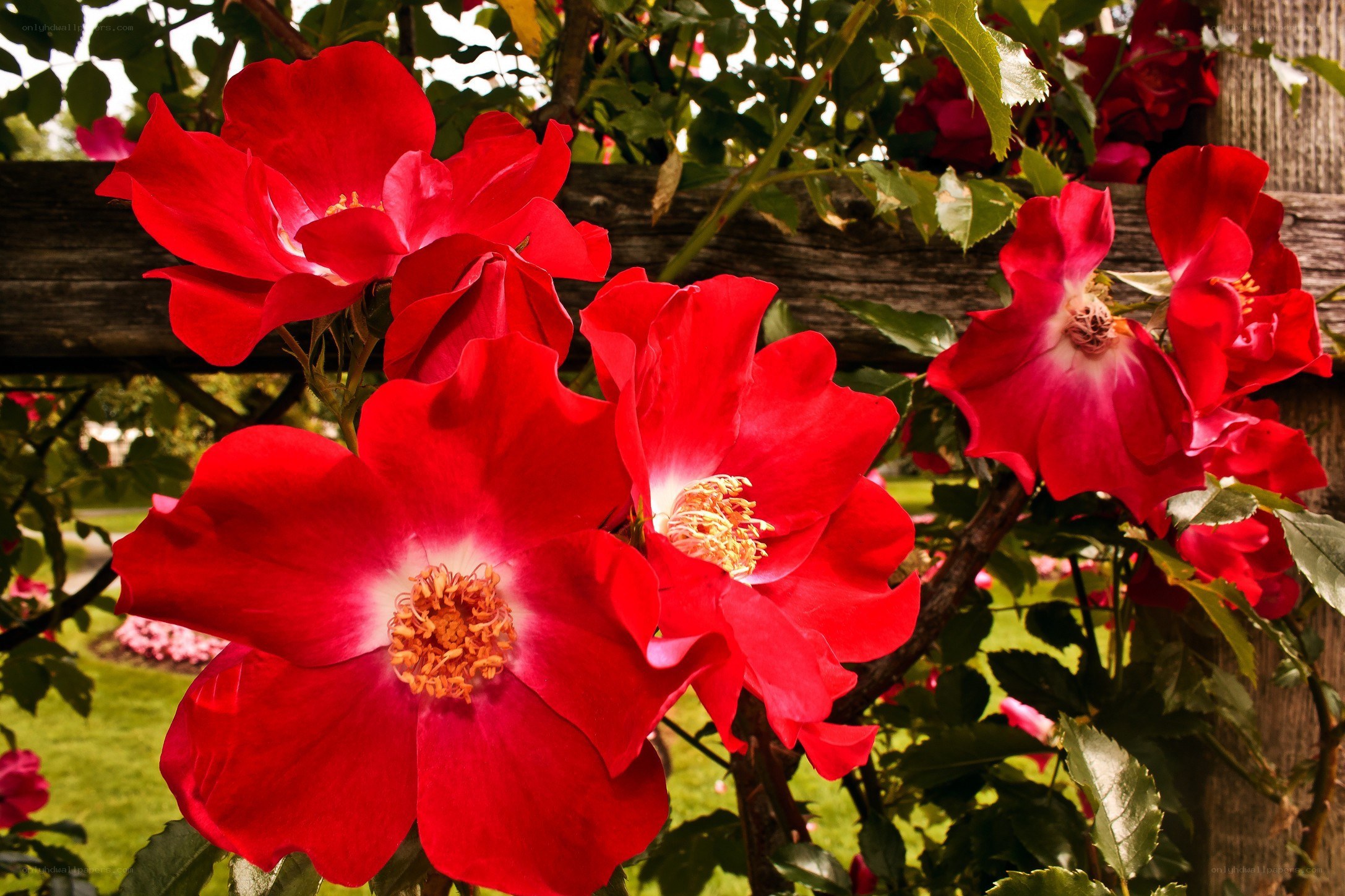 Red roses blooming on a vine