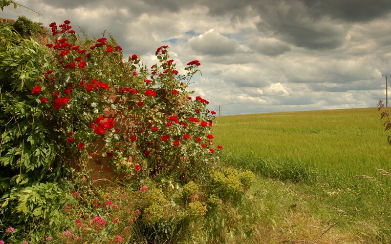 Red roses by a brick wall