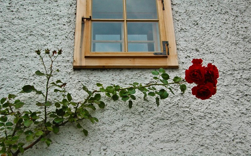 Red roses by a window
