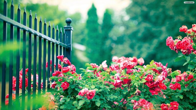 Red Roses by Fence — Serene