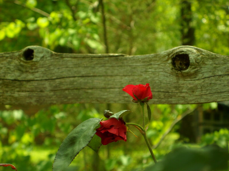 Red Roses by Fence