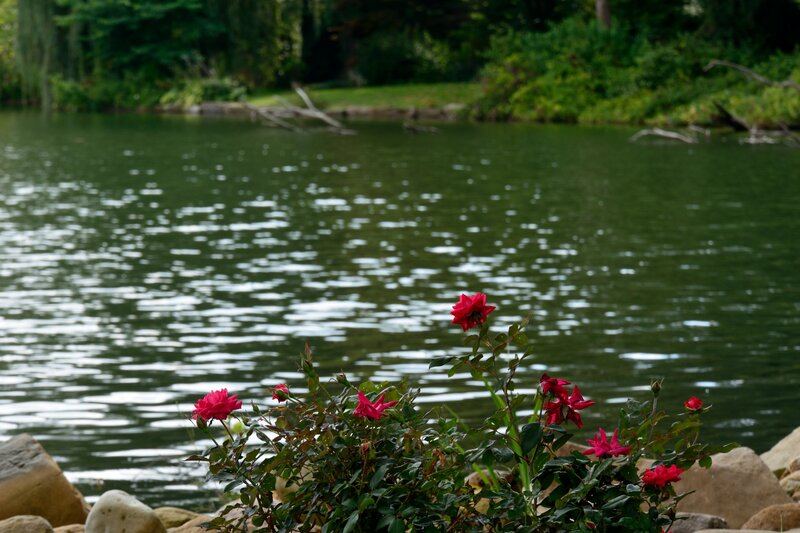 Red Roses by Lake — Green, Serene