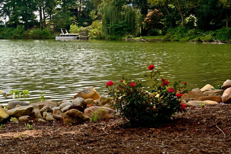 Red Roses by Lake — Green