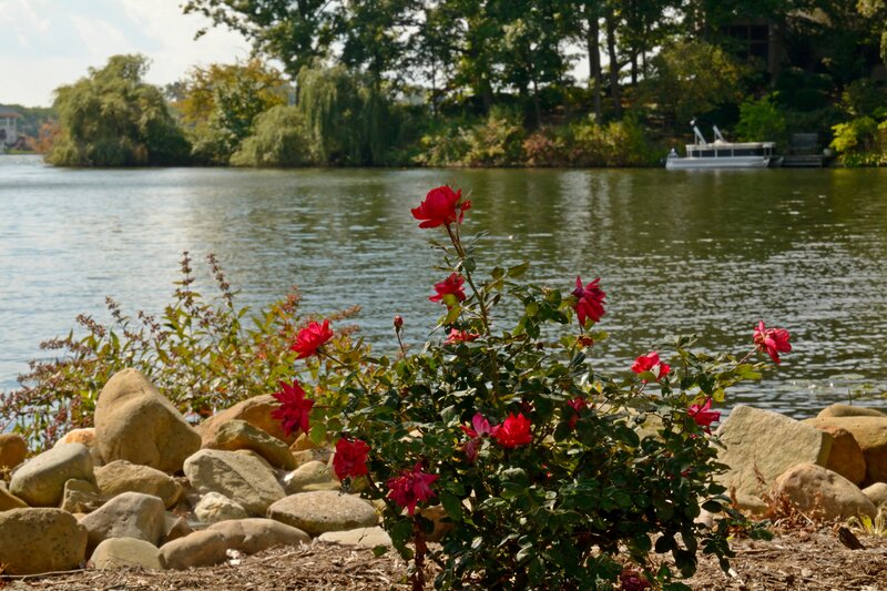 Red Roses by Lake — Serene