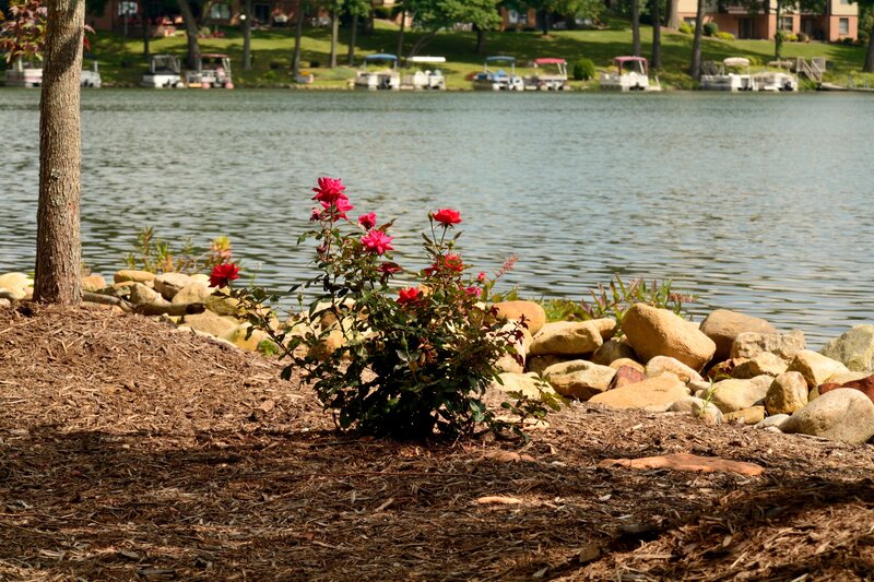 Red Roses by Lake