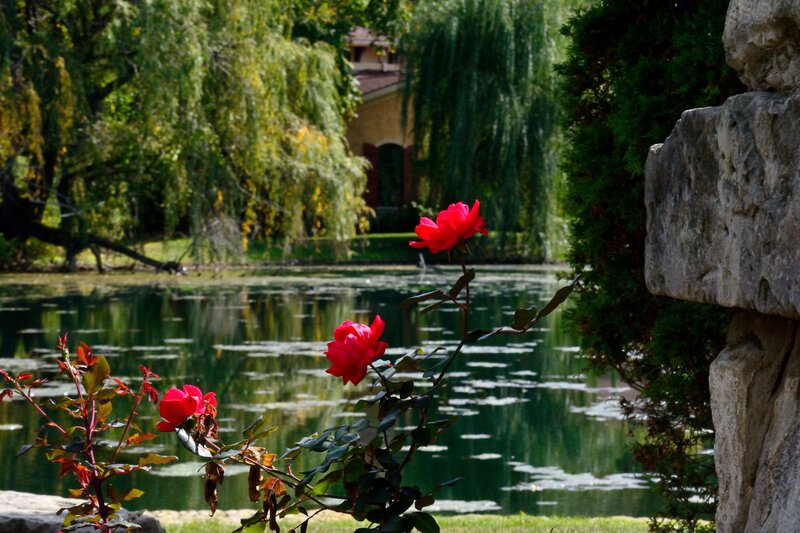 Red Roses by Pond — Green, Serene, Afternoon