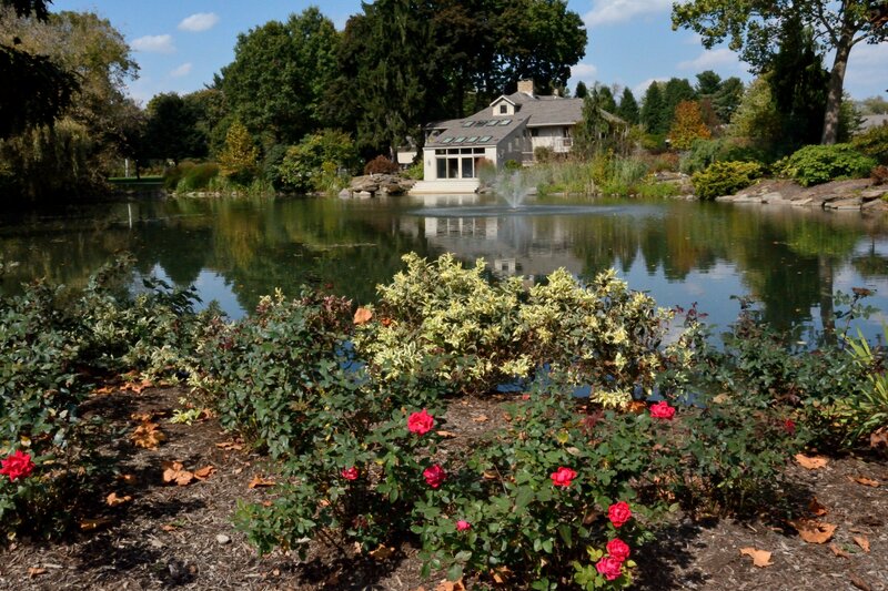 Red Roses by Pond — Green, Serene, Autumn