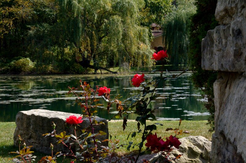 Red Roses by Pond — Green, Serene