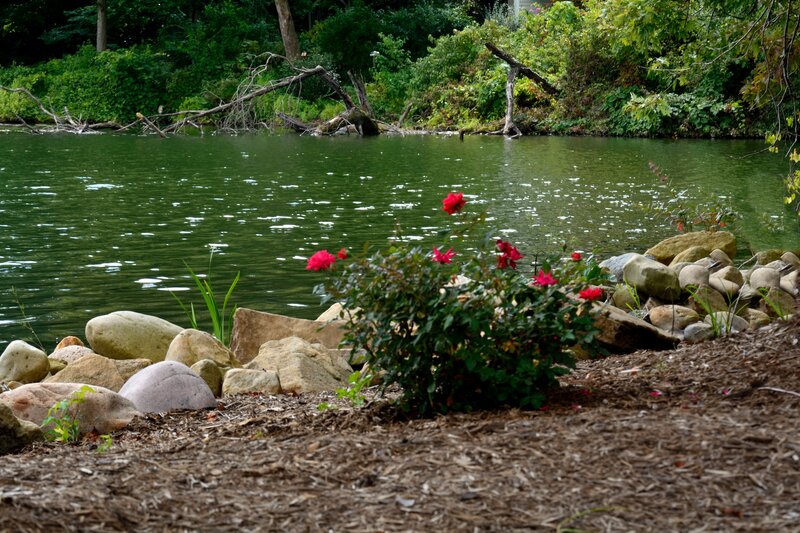 Red Roses by Pond — Green