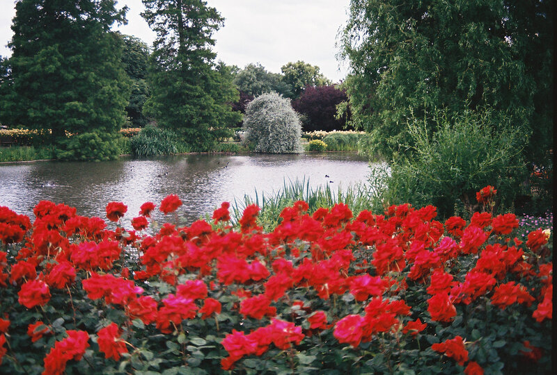 Red Roses by Pond