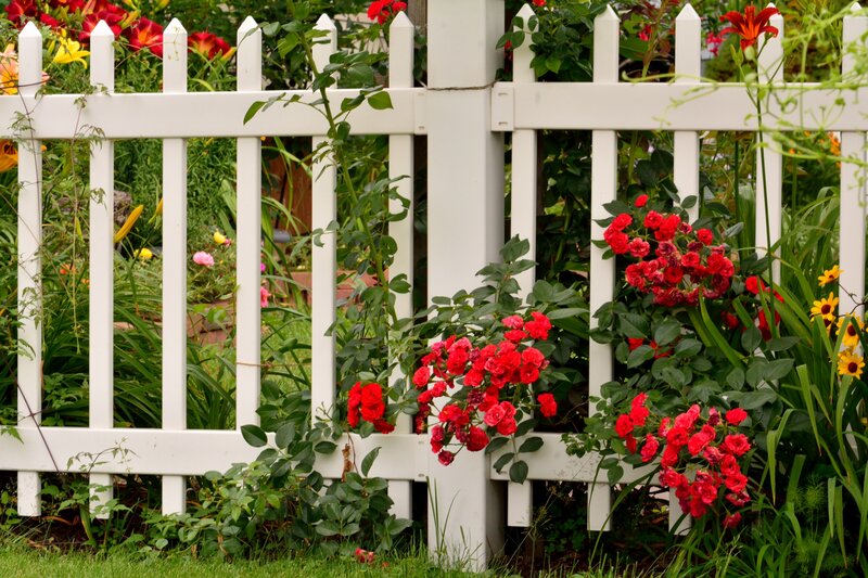 Red Roses by White Fence