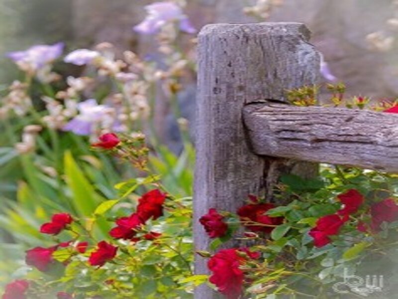 Red Roses by Wooden Fence