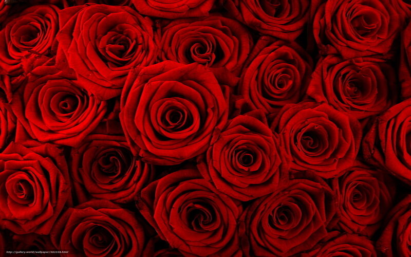 Red roses close-up