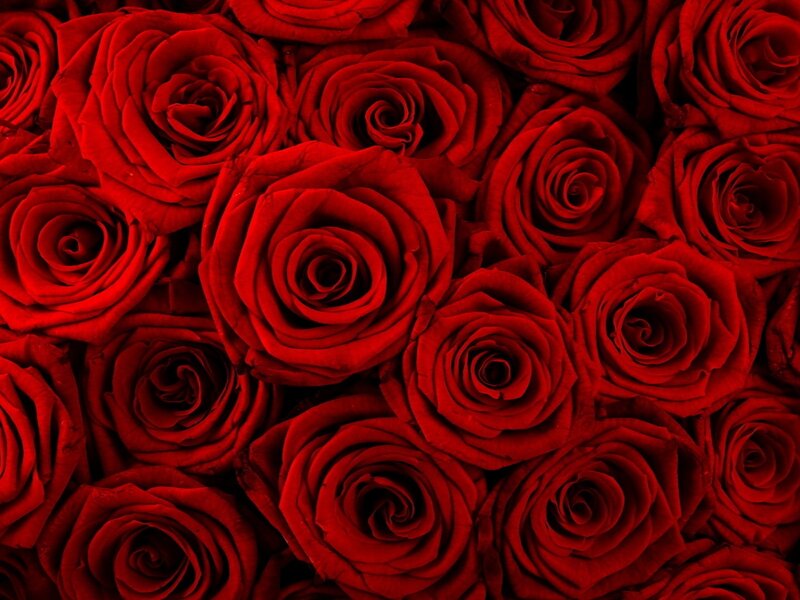 Red roses close-up