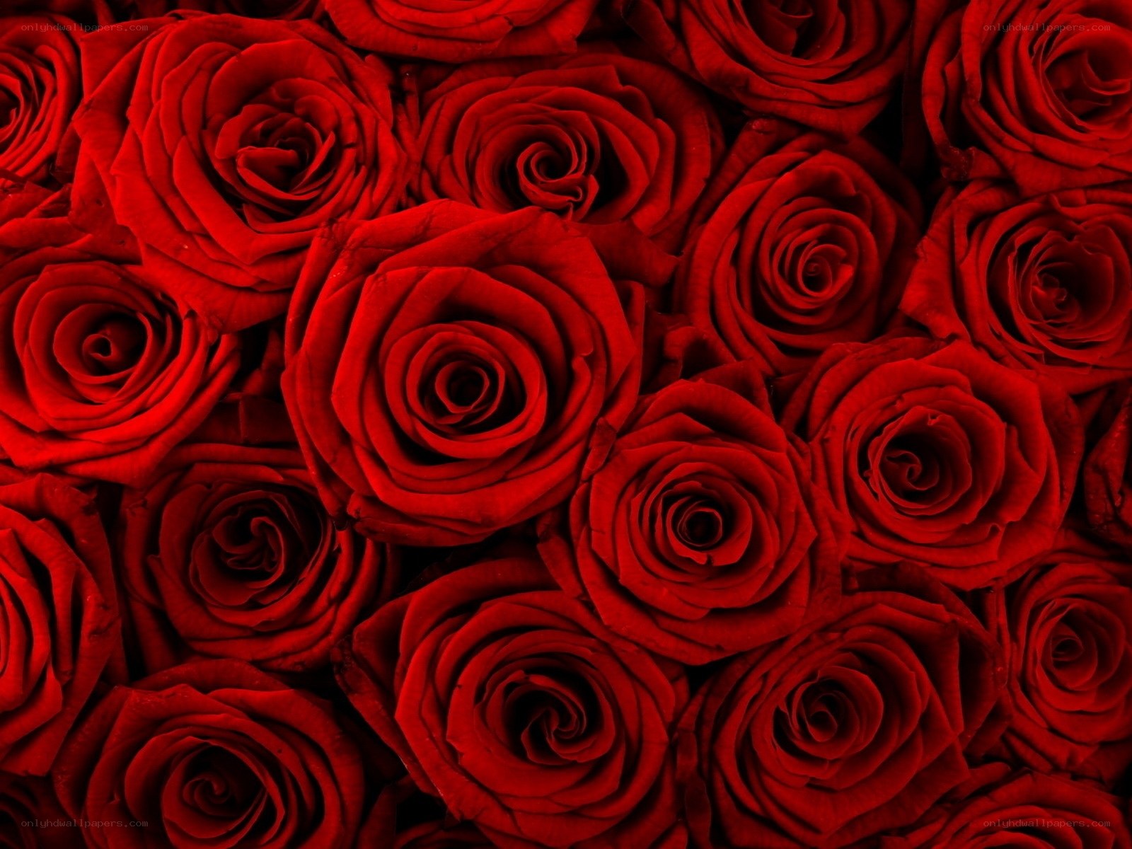 Red roses close-up