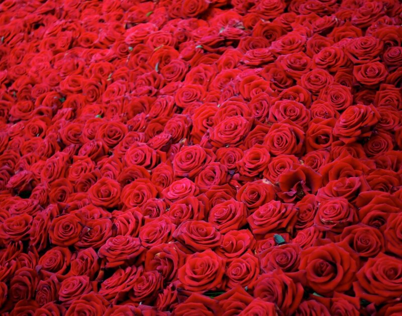 Red Roses Covering Ground