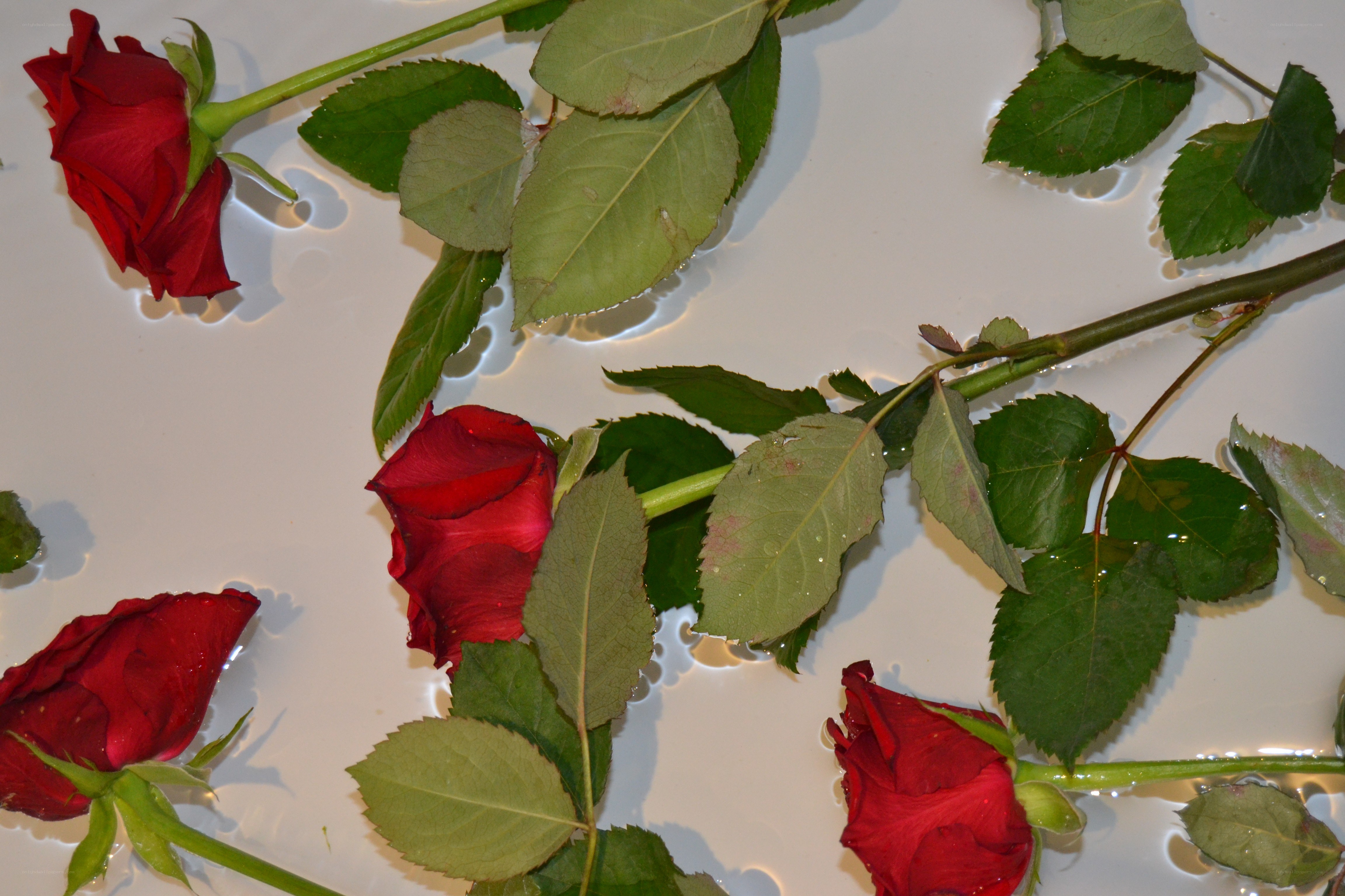red roses floating in water