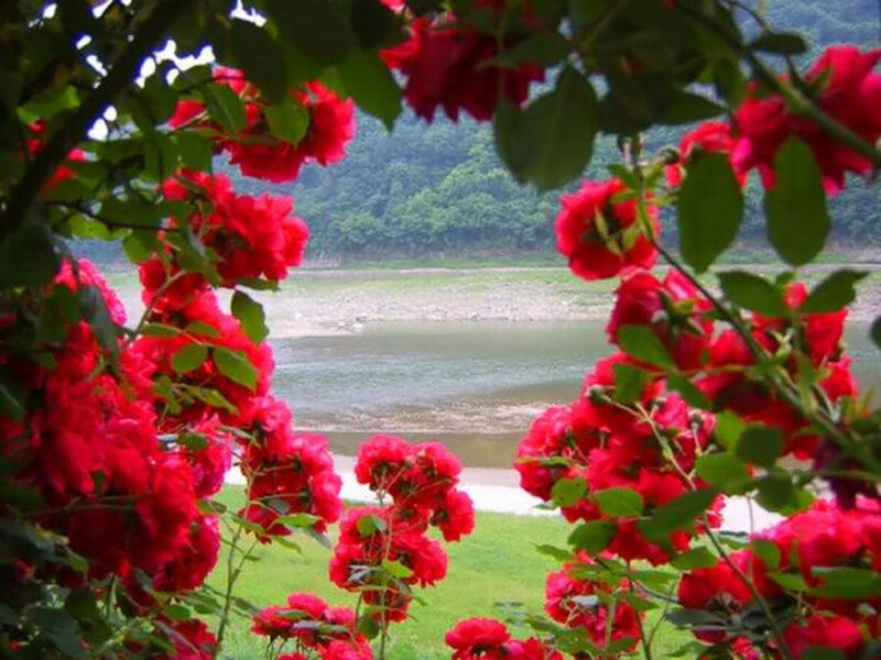 Red Roses Framing River